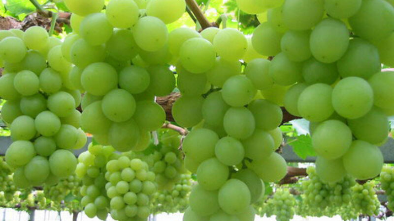 Grape Seed Extract: Can It Prevent Wrinkles?