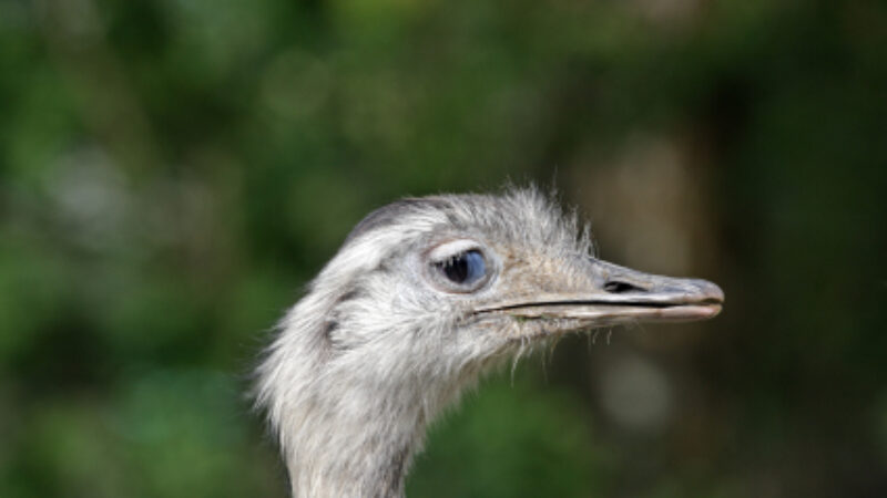 Can Emu Oil Reduce The Signs Of Aging?