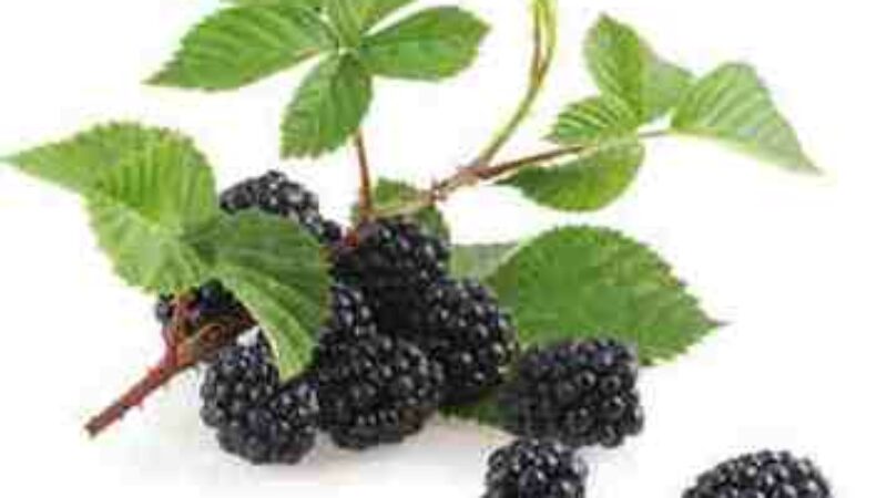 Blackberry Leaf Extract Combats Aging Skin