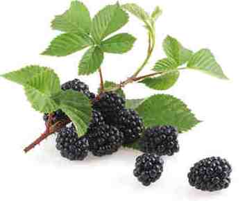 Blackberry Leaf 