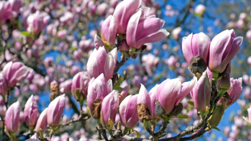 Magnolia Bark: Natural Beauty For Your Skin