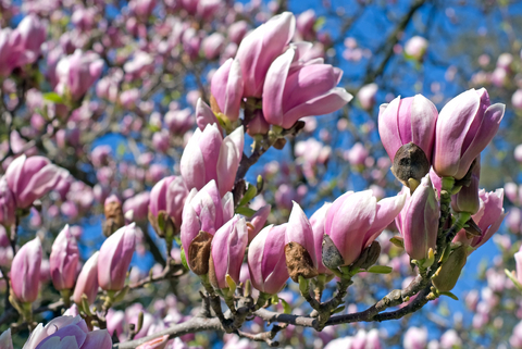 You are currently viewing Spring Allergies