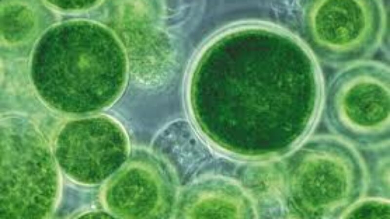 The Benefits of Algae