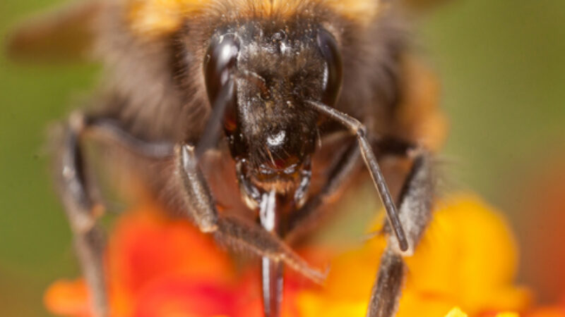 Bee Venom Can Make You Look Younger. Oh Really?