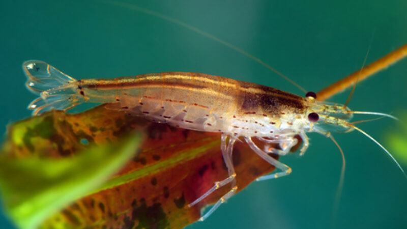 Nanotechnology for Skin, Thanks to the Humble Shrimp