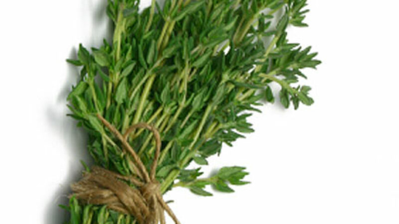 Thyme and Acne