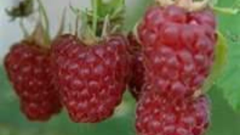 Raspberry Ketone for Fat Loss?