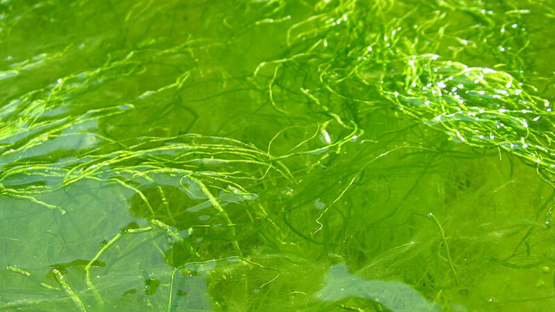 Algae Extract And Your Skin