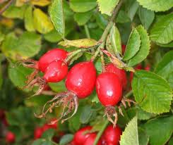 rosehip