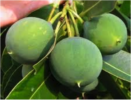 You are currently viewing Tamanu Oil: Good For Skin