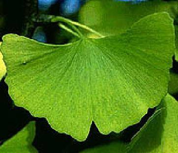 You are currently viewing Ginkgo Biloba