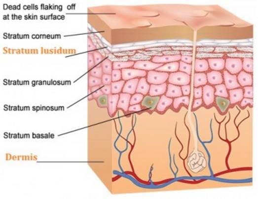 Spinosum stratum Layers of