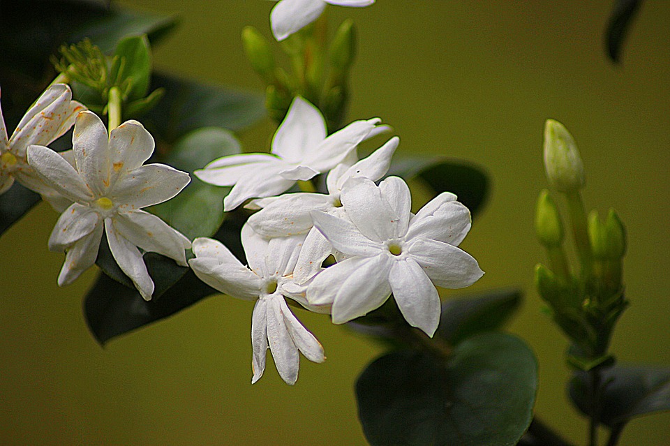 You are currently viewing Jasmine in Skin Care