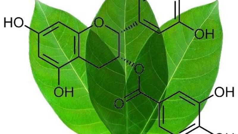 Benefits of Green Tea EGCG: New Study