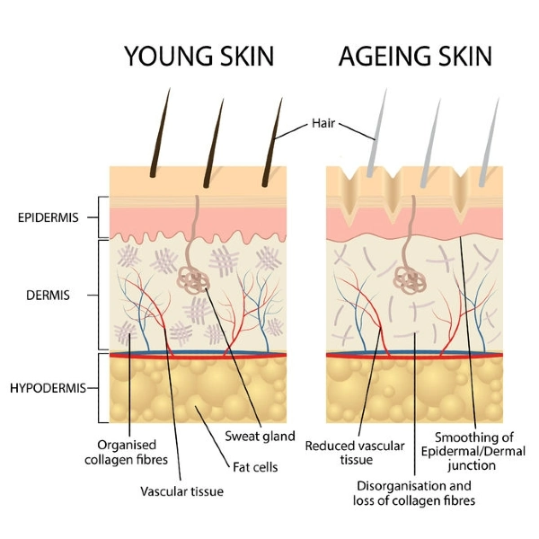 You are currently viewing Aging Skin: 7 Things That Can Happen