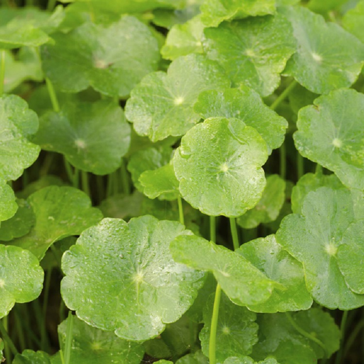 You are currently viewing Centella Asiatica
