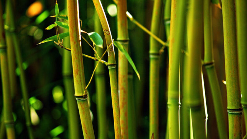 3 Reasons To Fall in Love With Bamboo Powder