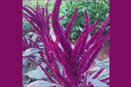 Hydrolyzed Amaranth Protein